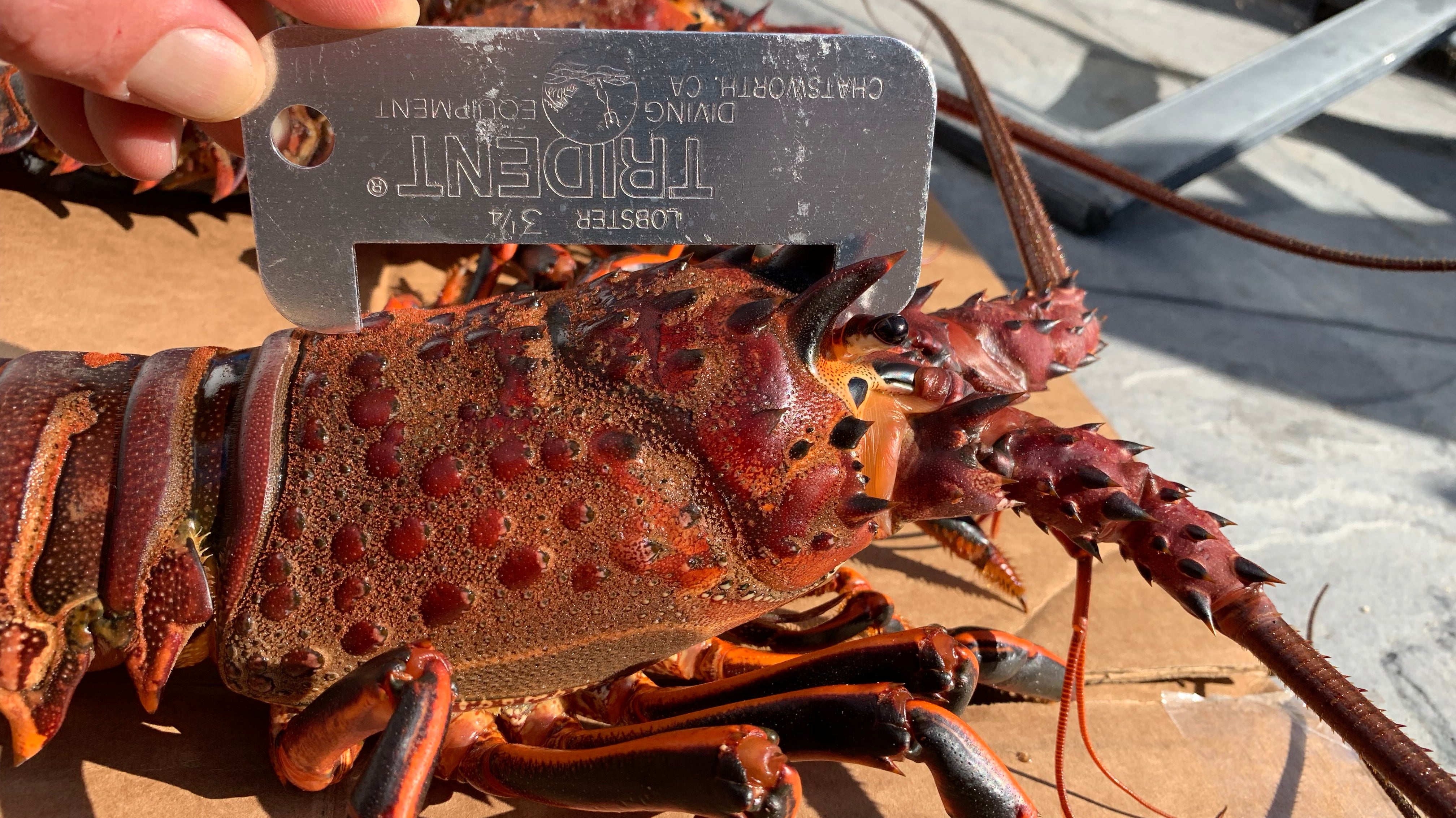 Southern California Spiny Rock Lobster Season Opener
