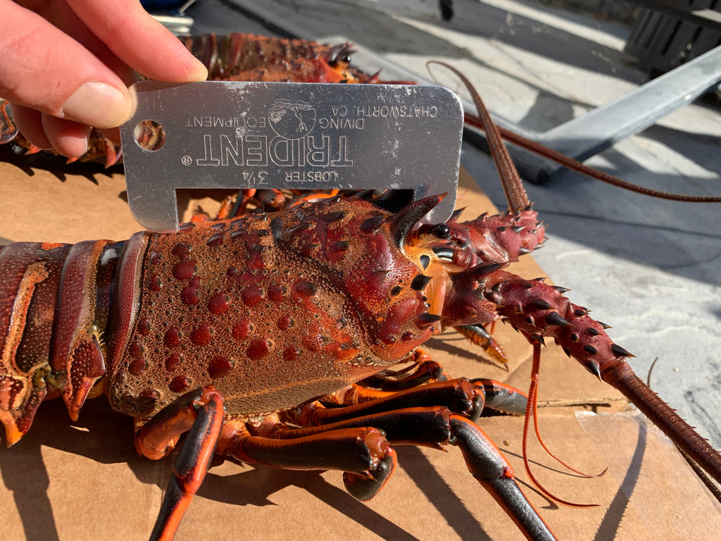 Southern California Spiny Rock Lobster Season Opener