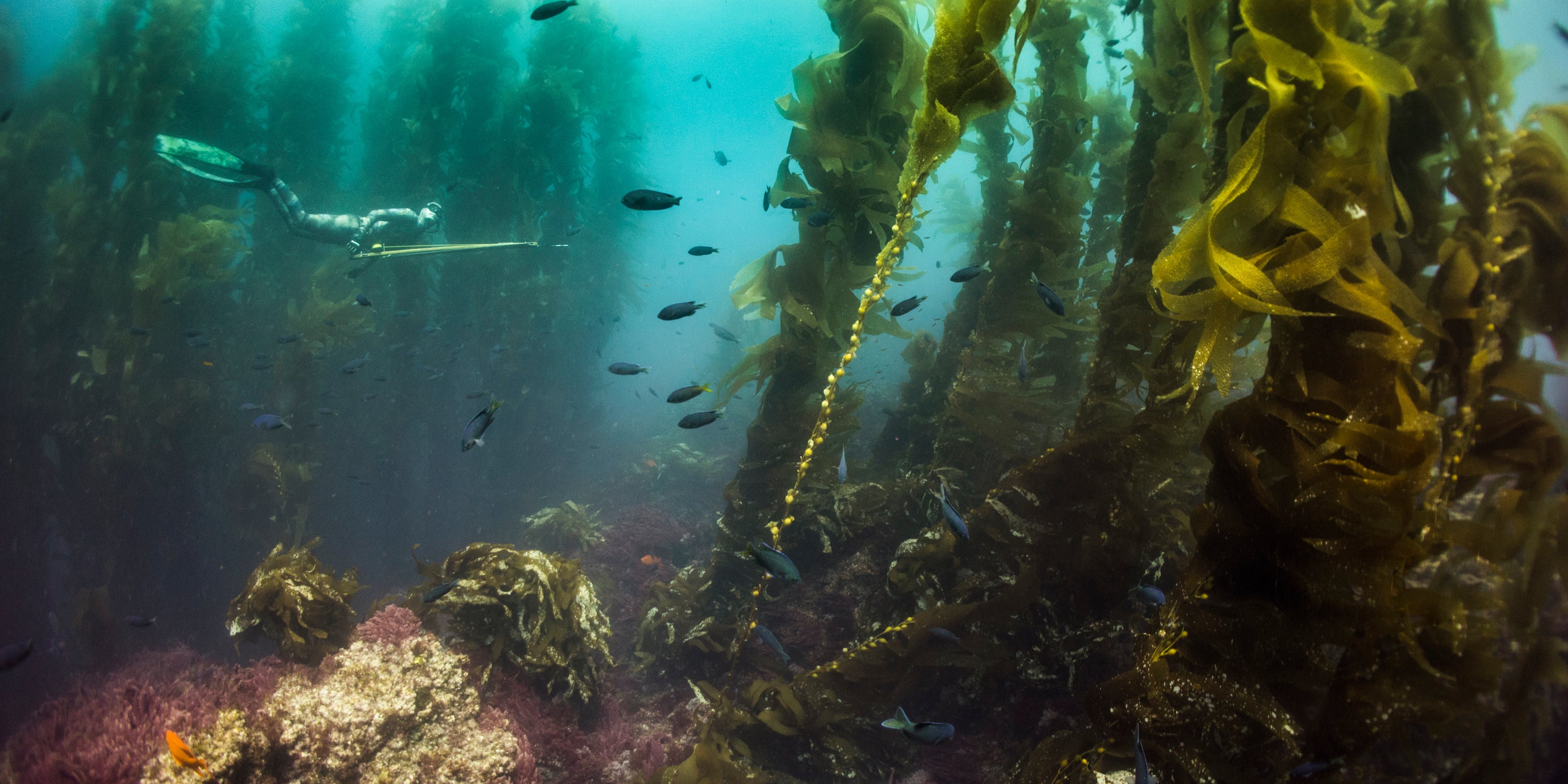 White Seabass Spearfishing Collection