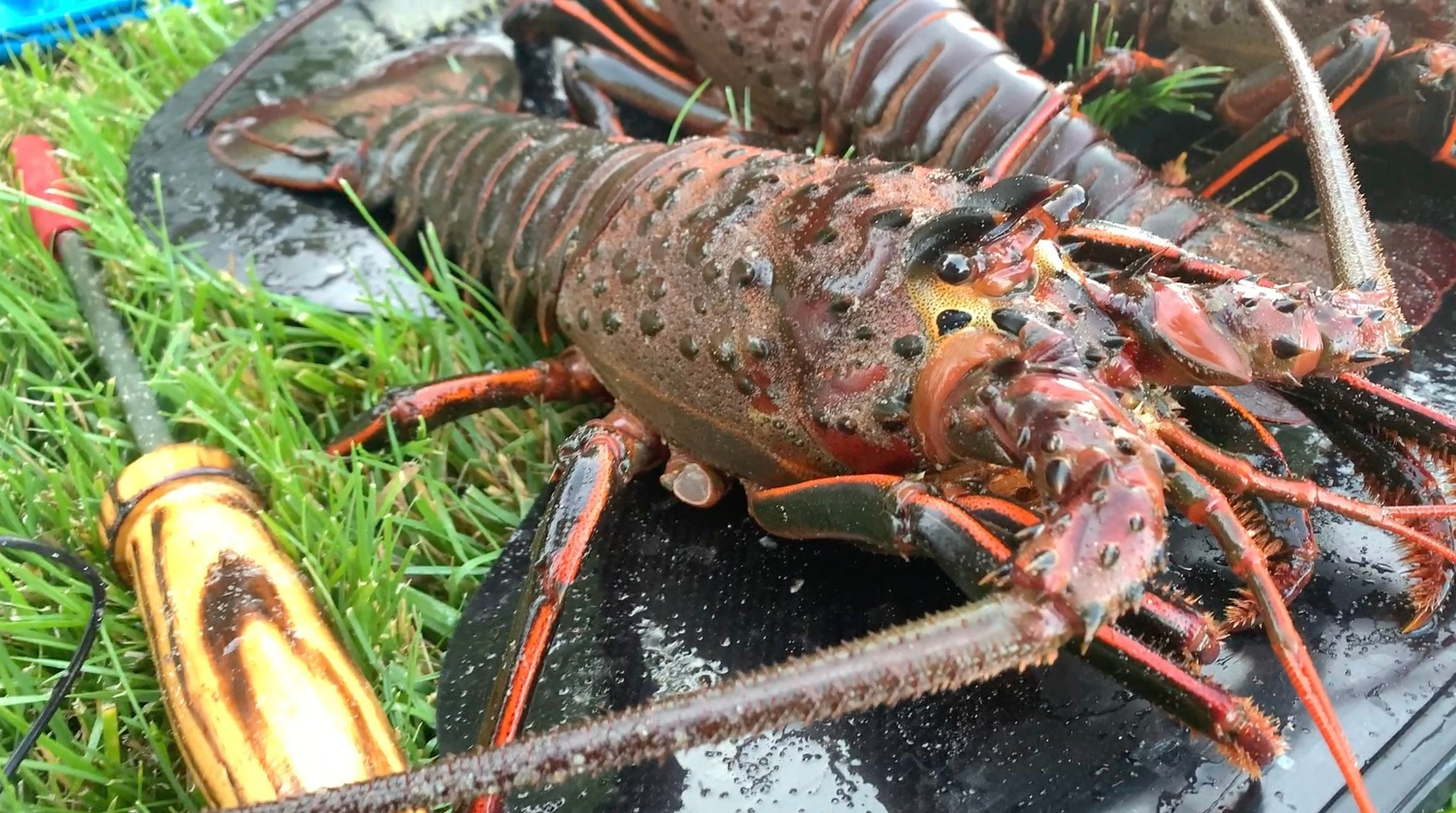 Lobster Diving Collection