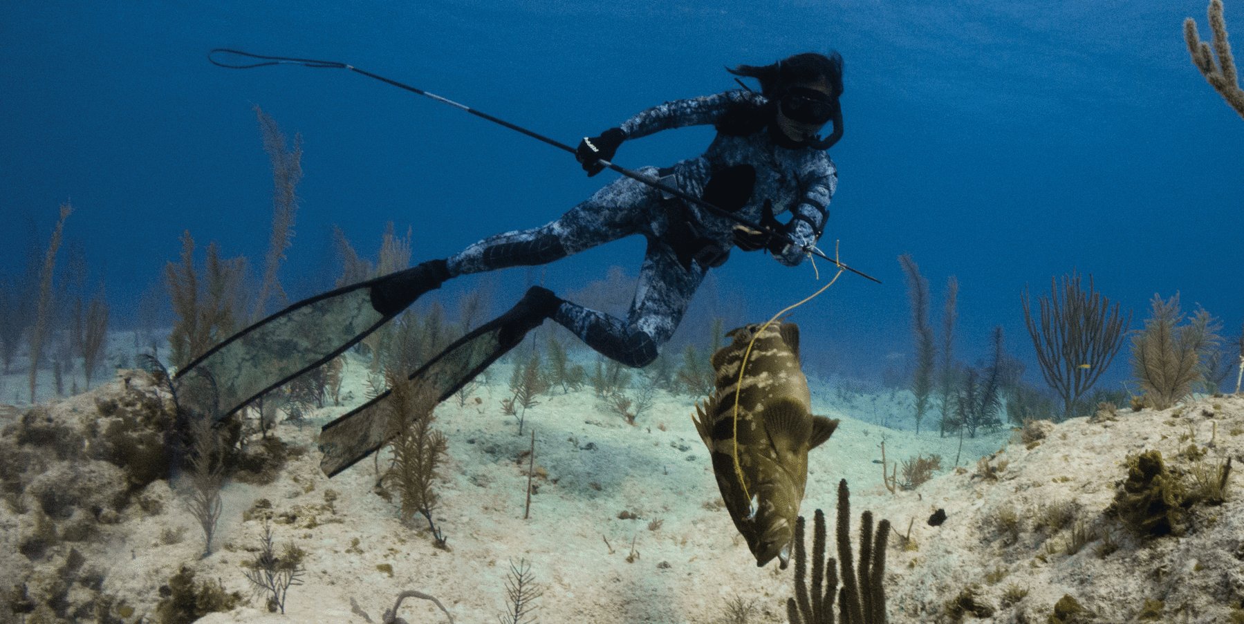 dive after fishing pole H2 Carbon Fiber Travel Spear Lost Winds Shop Theres nothing cooler than watching