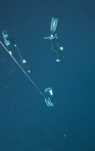 PADI Master Freediver Course — Catalina Island - Level 3